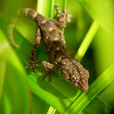 Gecko.