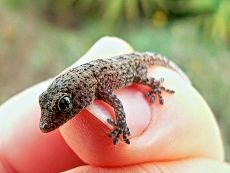  Babygecko. 