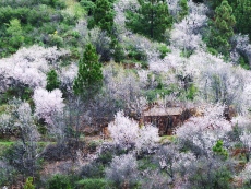  Mandelblüte in Puntagorda. 