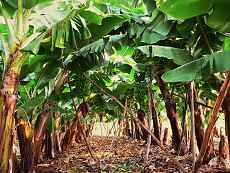  Bananenplantage. 