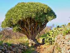  Jahrhundertealter Drachenbaum zwischen Las Tricias und Buracas. 