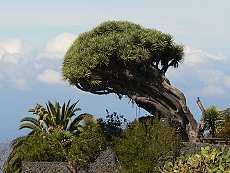  Der schiefe Drachenbaum in Puntagorda. 